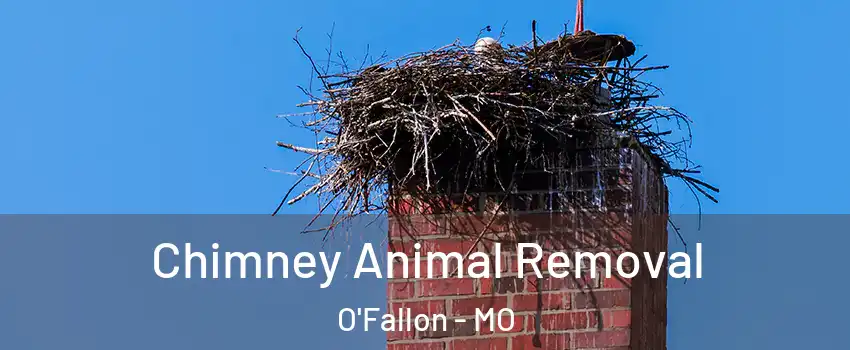  Chimney Animal Removal O'Fallon - MO