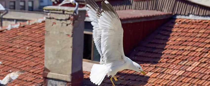 Residential Chimney Animal Removal Solution in O'Fallon, MO
